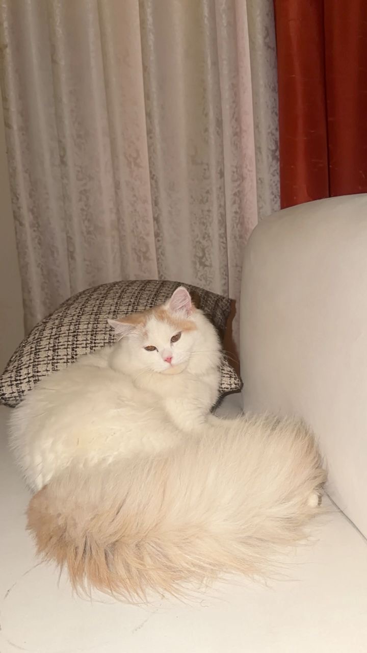 white persian female cat