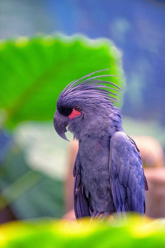 Unique Majesty A Palm Cockatoo Close-Up – Wildlife Photography Commercial Use Digital Downloadable Image