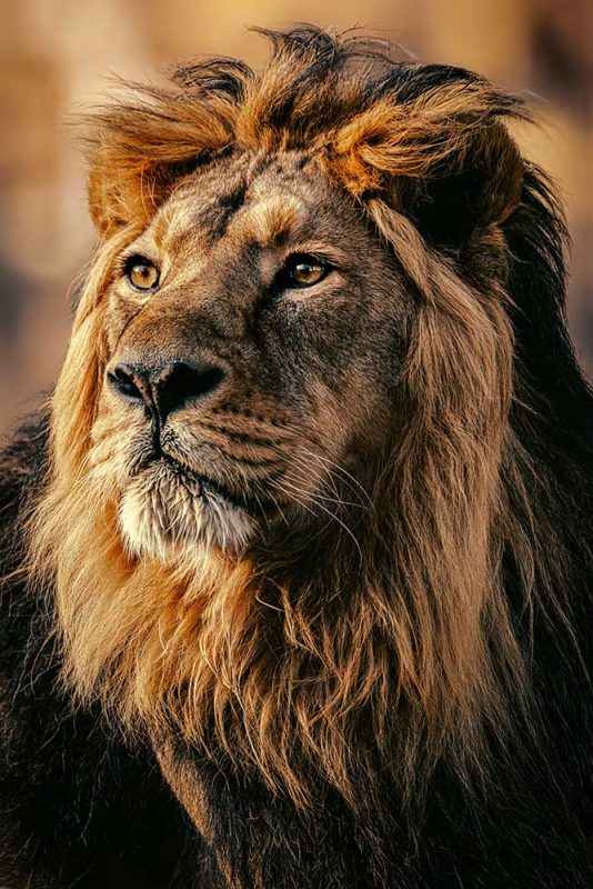 Stunning Lion Headshot: Wildlife Beauty Commercial Use Digital Downloadable Image