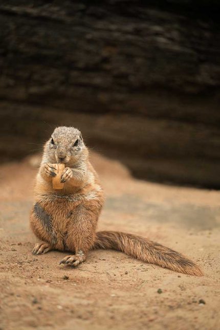 Curious Ground Squirrel Eating Stock Image