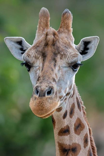 Detailed Giraffe Face with Distinctive Markings – Wildlife Photography Stock Image