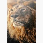 Stunning Lion Headshot: Wildlife Beauty Fine Art Poster - Image 5