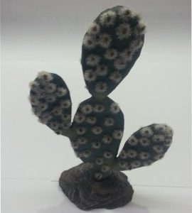 CACTUS SINAI 13 CM.