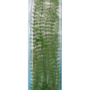 PLANTA FOXTAIL (28-33CM)