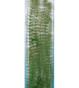 PLANTA FOXTAIL PLUS (46CM)