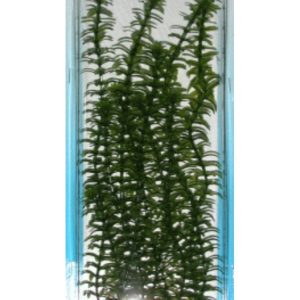 PLANTA AMBULIA PLUS (28-33CM)