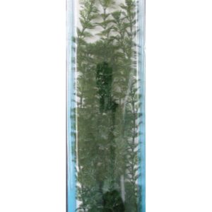 PLANTA RED LUWIGIA (35-38CM)