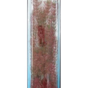 PLANTA RED LUWIGIA PLUS (46CM)