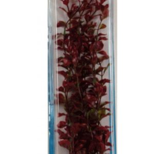 PLANTA AMBULIA PLUS (46CM)