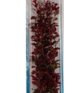 PLANTA RED LUWIGIA PLUS 28-33 CM.