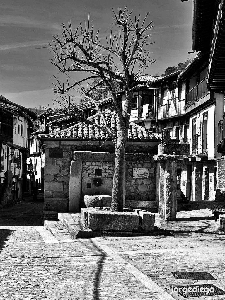 Fotografía en blanco y negro de una calle empedrada en Mogarraz, Salamanca. En el centro se encuentra una fuente de piedra tosca, con un árbol sin hojas creciendo en su interior.  Alrededor de la fuente, hay edificios de piedra antiguos con balcones de madera, que sugieren una arquitectura tradicional. La escena es tranquila y evoca una sensación de historia y serenidad.