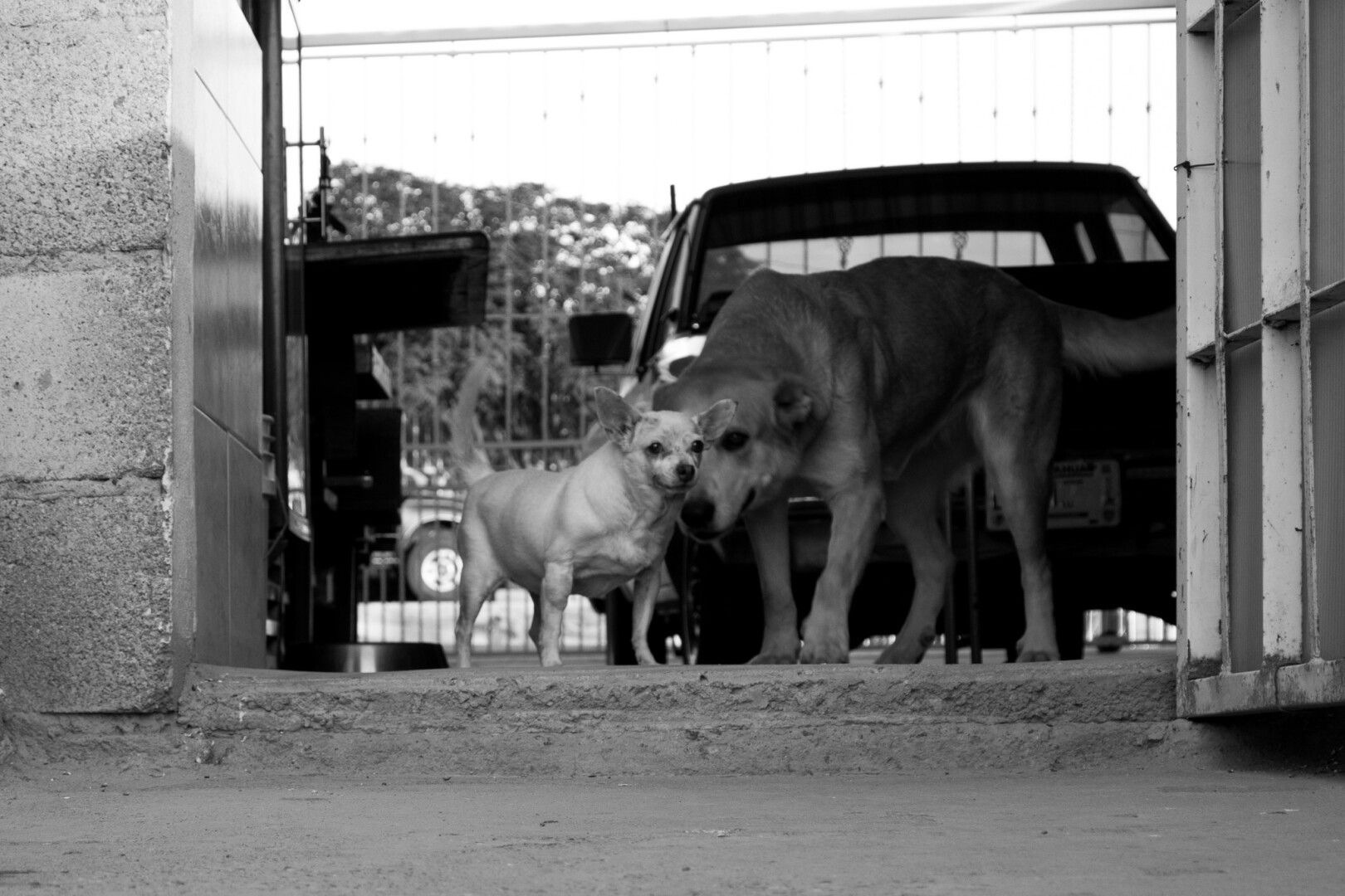 Dos perros están parados juntos en la entrada de un garaje. Uno es pequeño y blanco, mientras que el otro es grande y de color claro. Ambos perros se muestran cercanos y en actitud amigable.