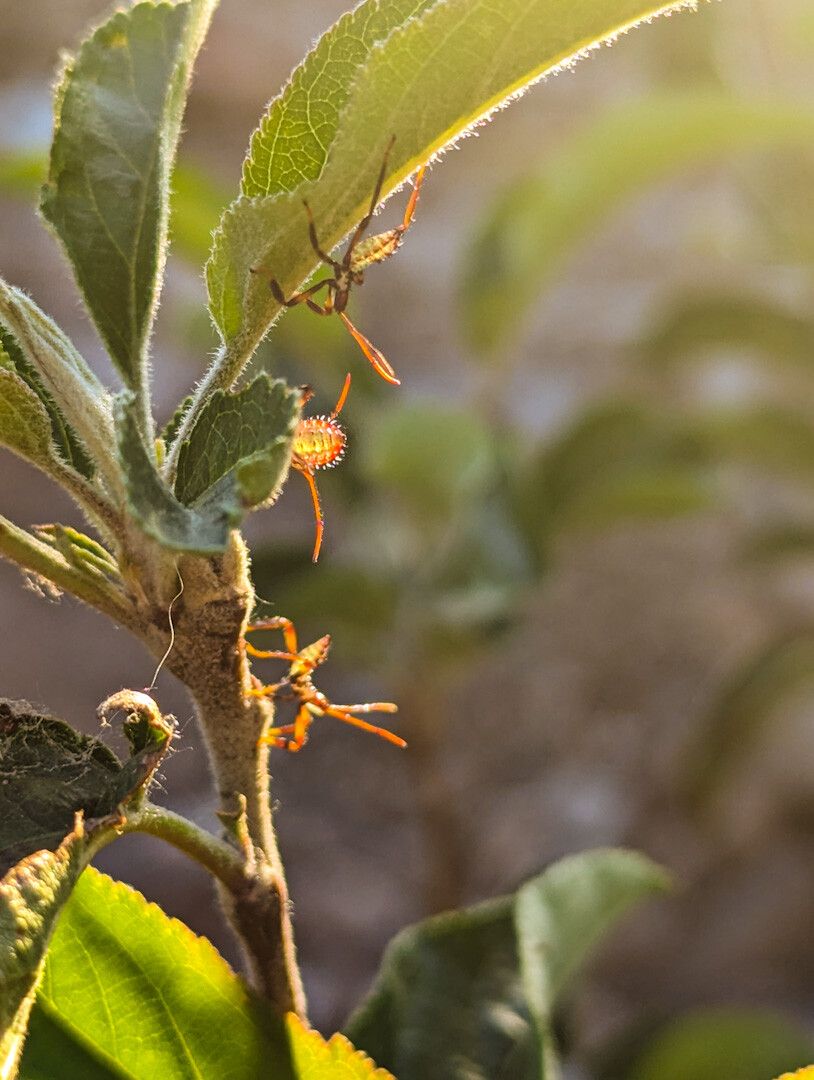 Primer plano de una planta con dos insectos en sus hojas, iluminados por la luz del sol.