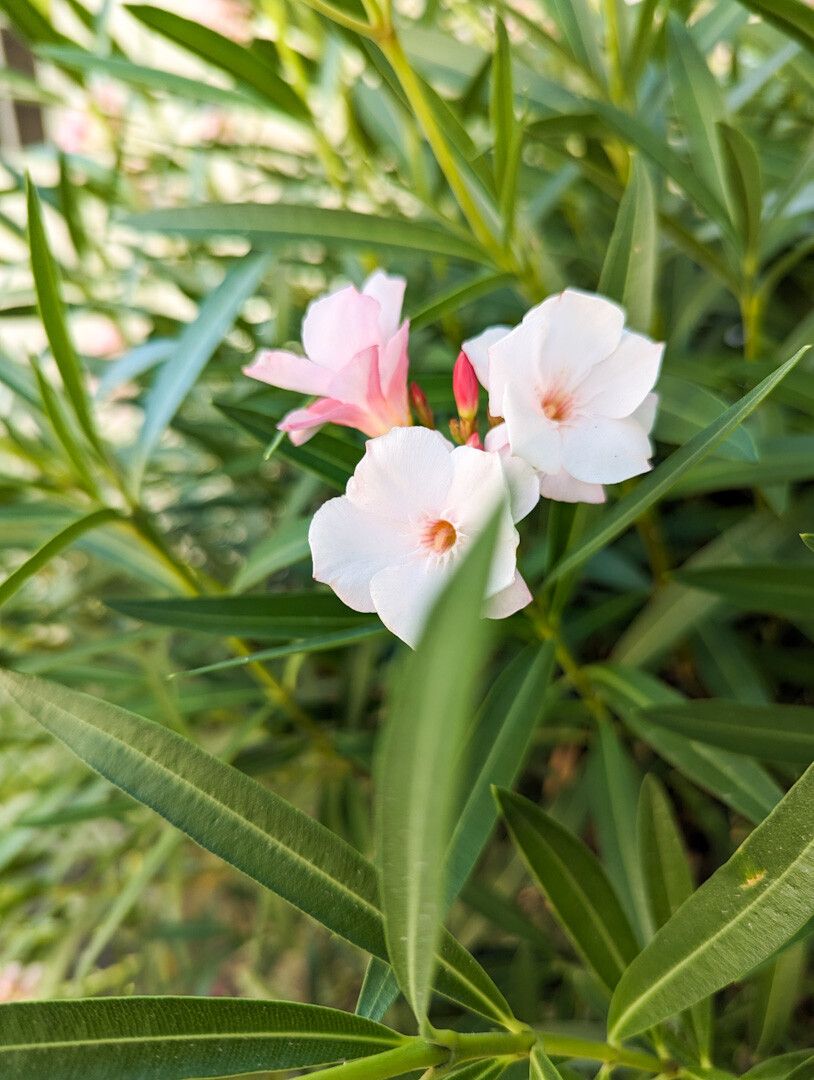 Una fotografía de un arbusto de adelfa (Nerium oleander) con flores blancas y rosadas. Las hojas son largas y estrechas, de color verde intenso, y las flores destacan en primer plano con un suave enfoque que resalta su delicadeza.