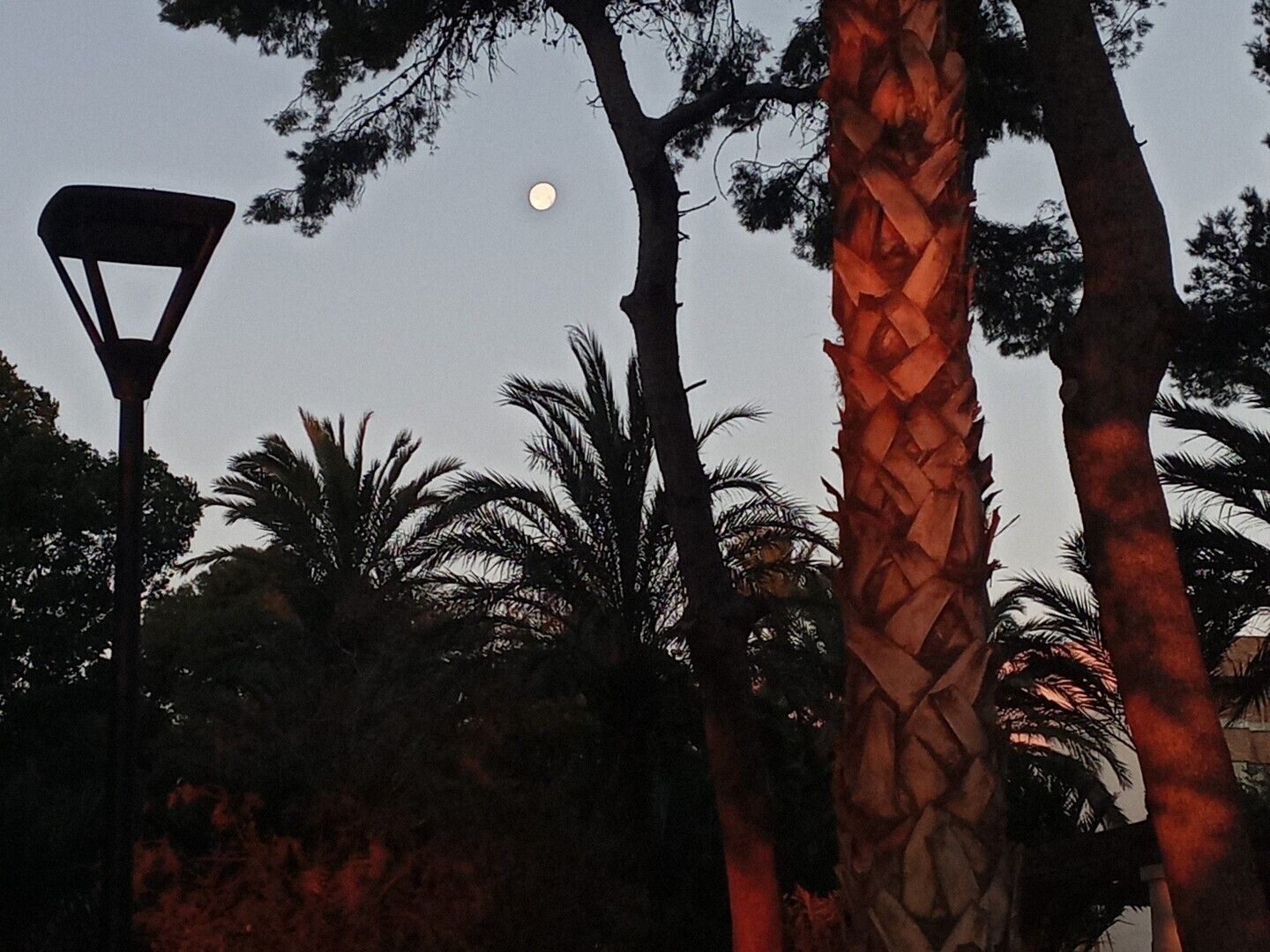. Se ve la luna chiquita, en menguante. El cielo empieza a estar claro y se ven los troncos de pinos y palmeras teñidas del color naranja del sol del amanecer.