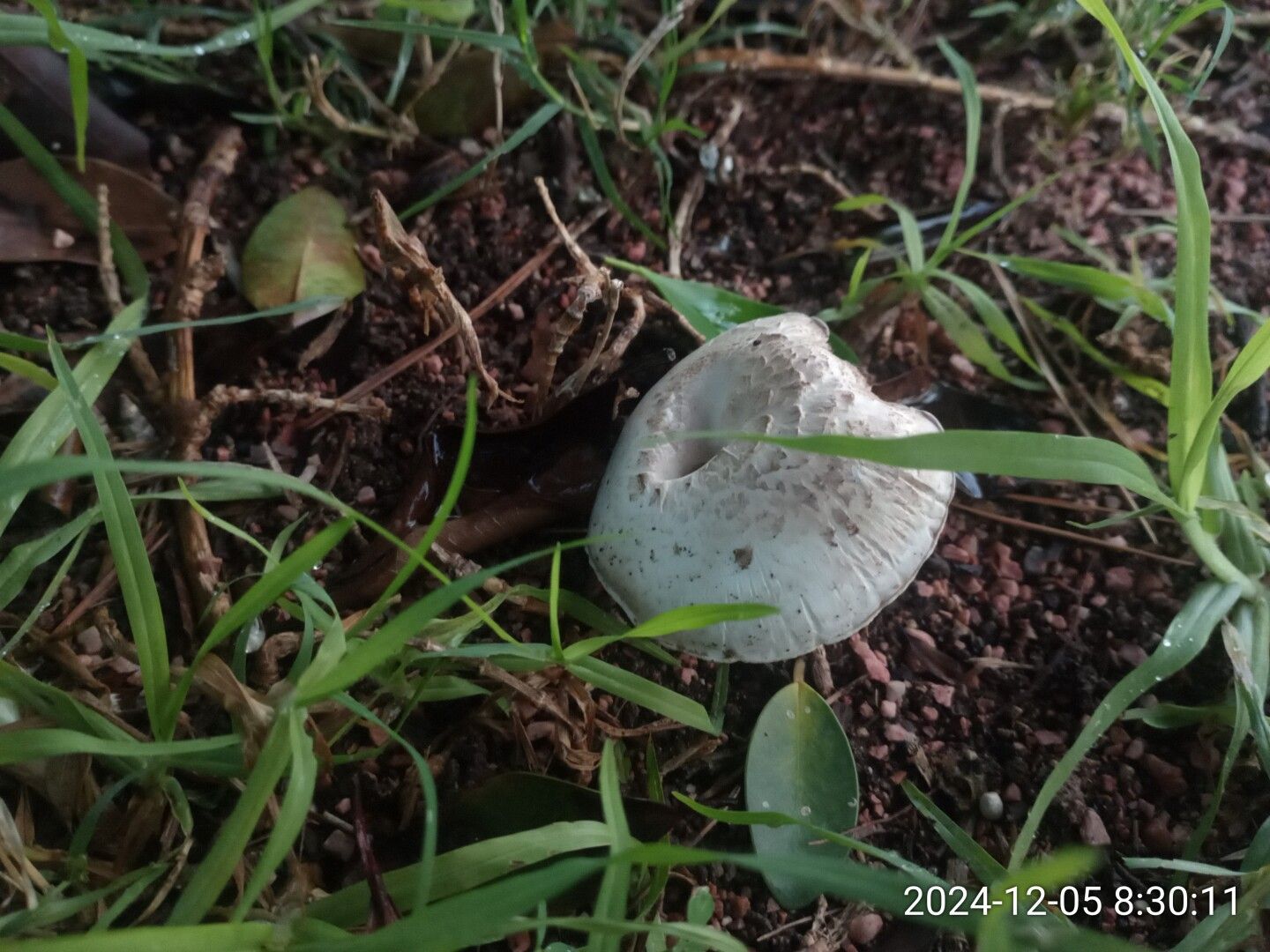 Un tercer champiñón con el borde exterior carcomido