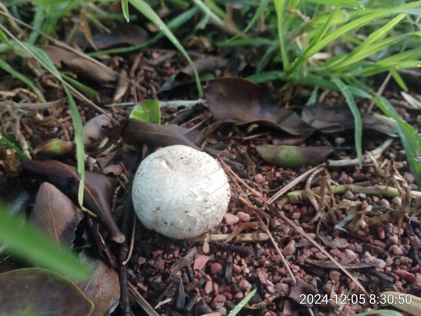 Un champiñón de sombrero redondeado