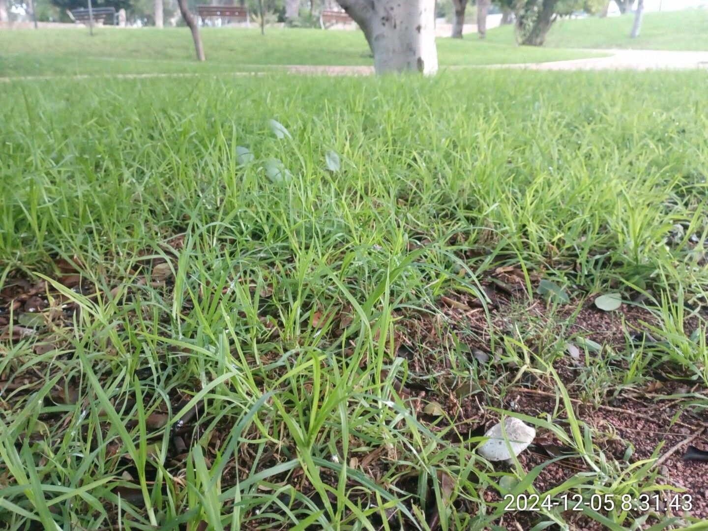 Vista general con el tercer champiñón en primer plano pero de pequeño tamaño.