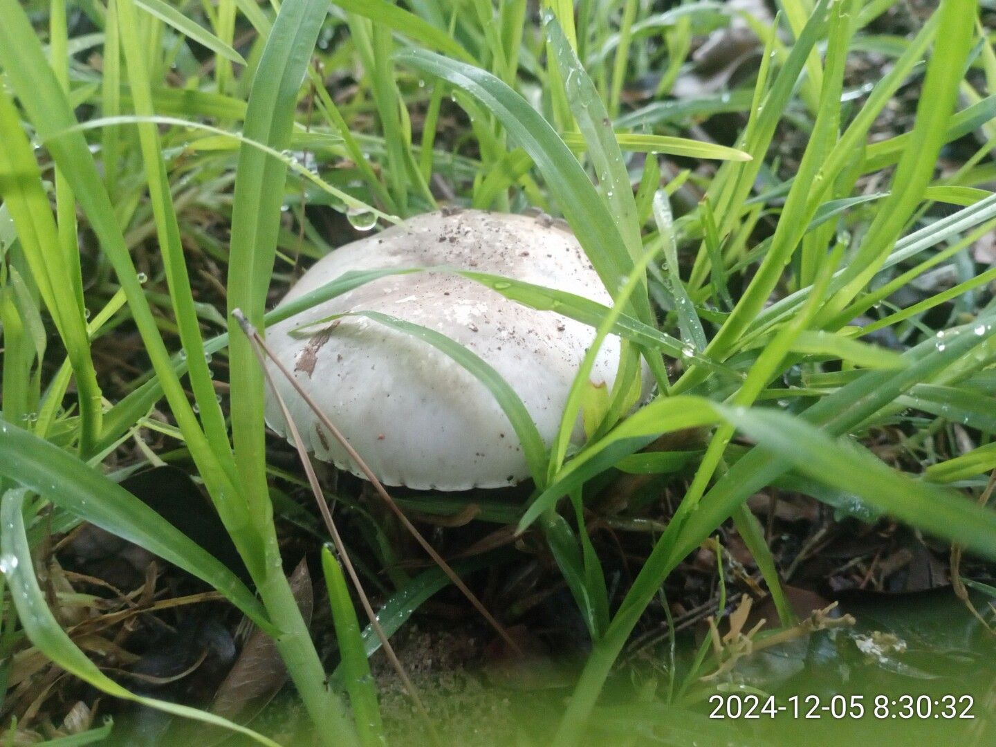 Un champiñón de sombrero más abierto.