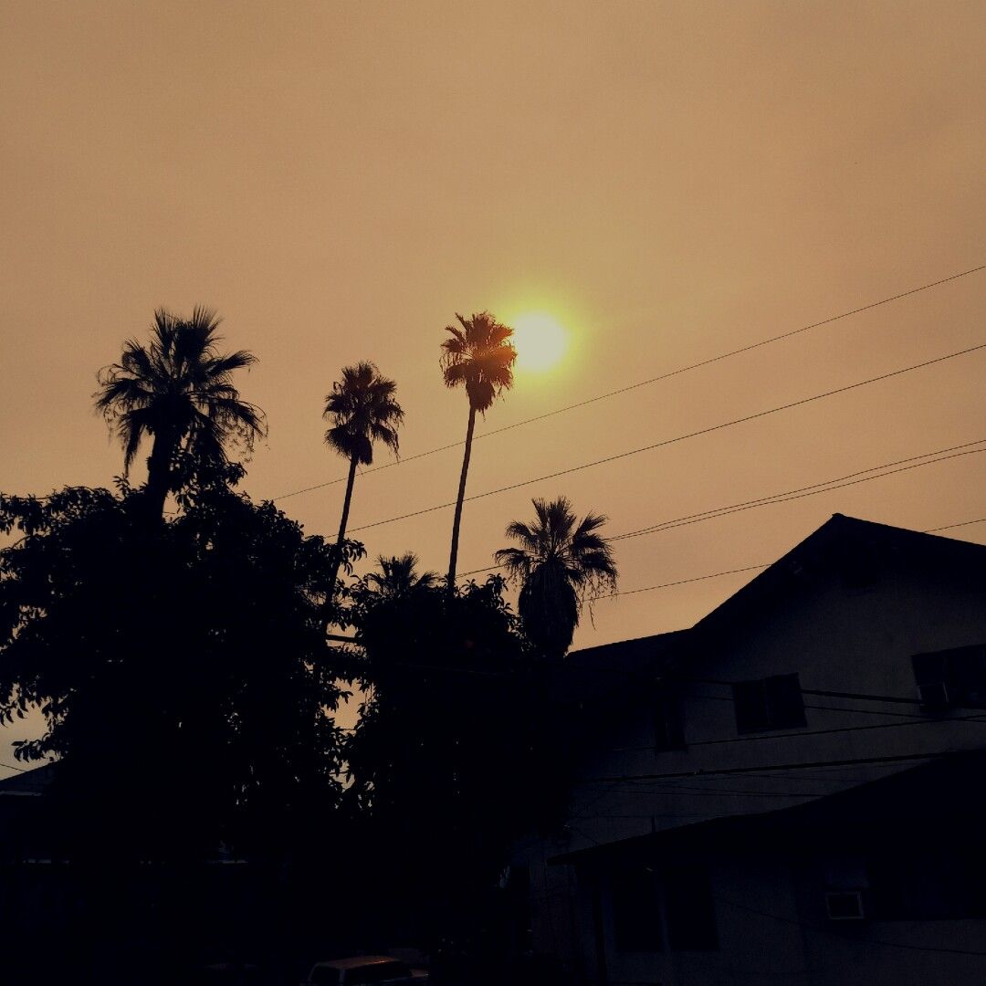 orange smokey sky haze behind palm trees.