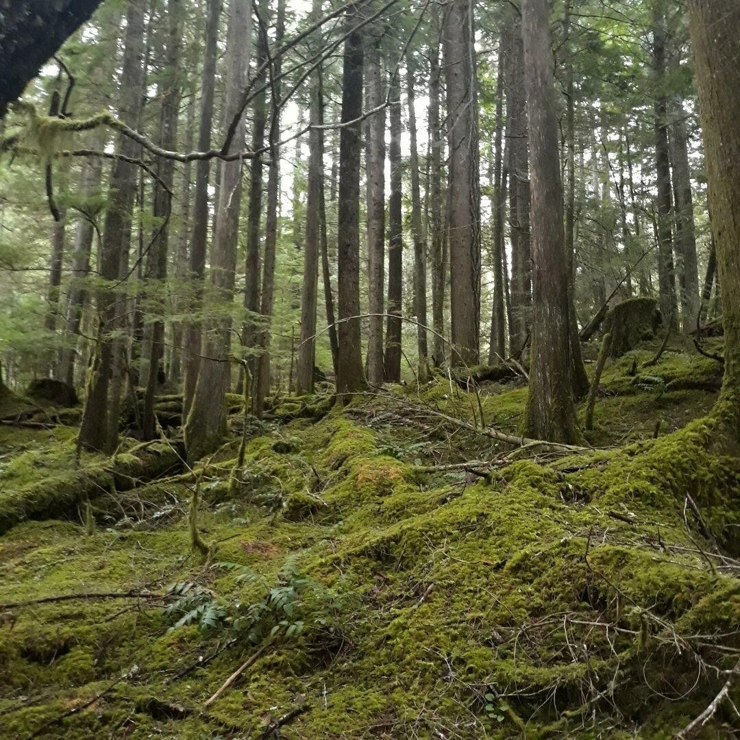 arboles en un bosque de Oregon.