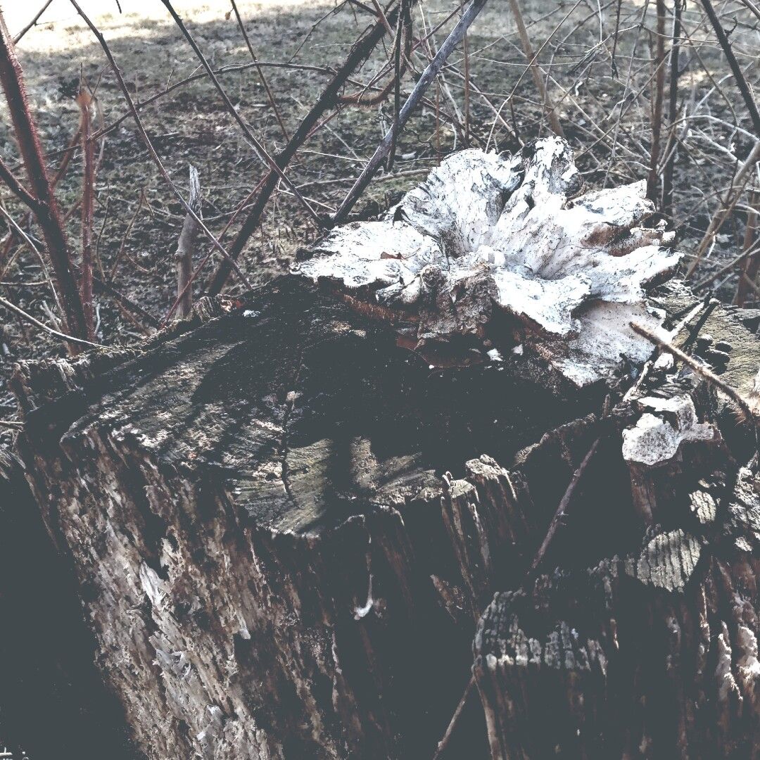 un hongo en un árbol muerto