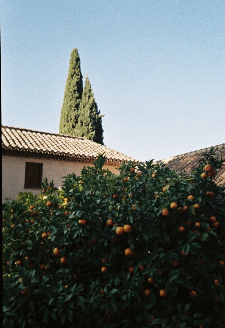 Fotografía analógica donde en la mitad inferior se ven las copas de unos naranjos, en la mitad de la foto se ve la parte superior y tejados de algunos edificios, y en la superior el cielo azul y dos pinos arboles muy altos sobre saliendo desde detrás del tejado de uno de los edificios