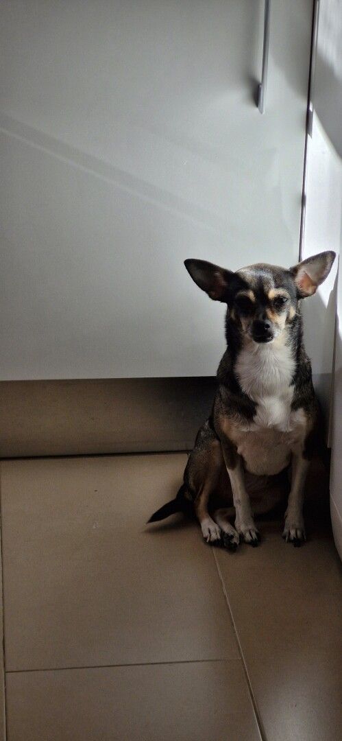 Fotografía donde se ve a un perro tipo chihuahua sentado al lado de una puerta blanca.