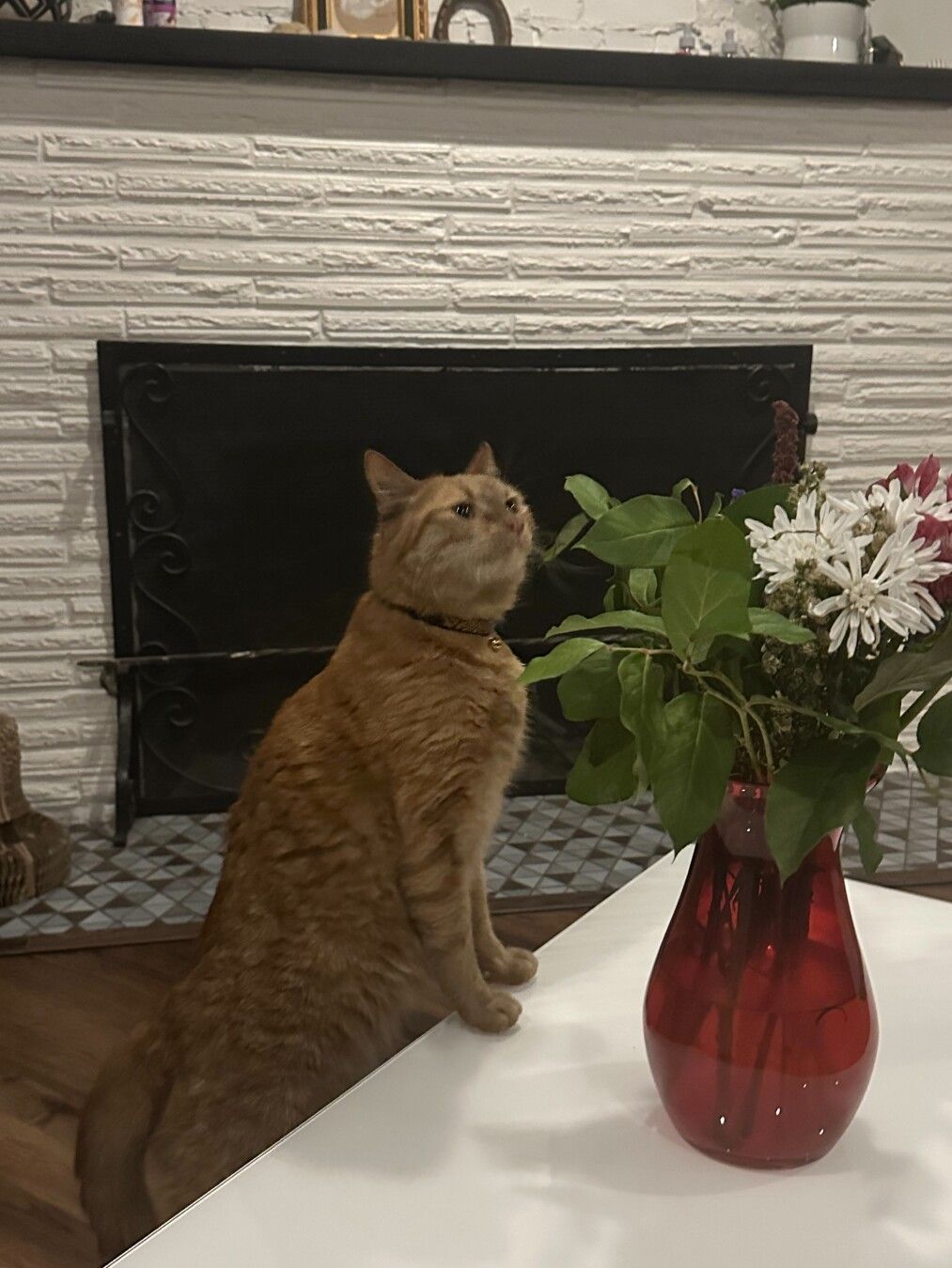 Orange tabby cat Jannik leaning on coffee table towards bouquet of flowers.