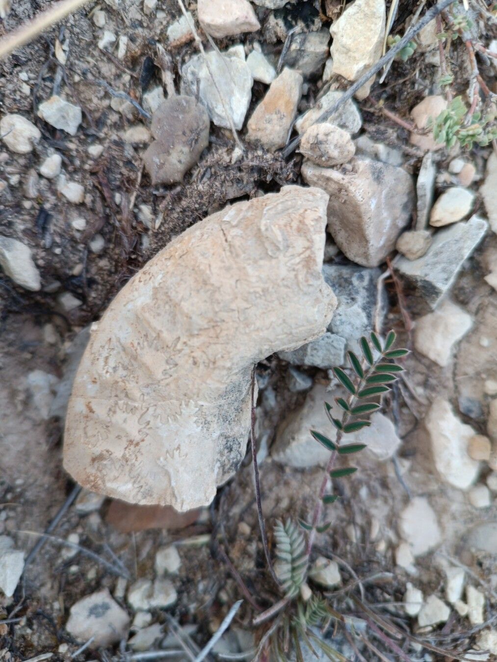 Fragmento fósil de algún tipo de amonites. Se aprecia la sutura. Está sobre el suelo de un camino pedregoso.