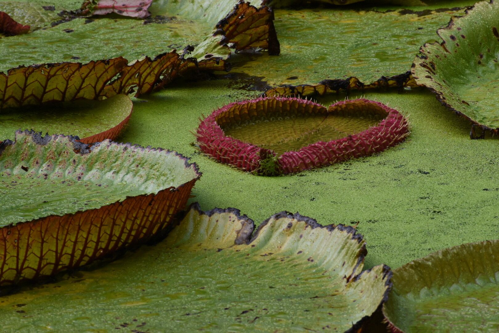 Nenufar abriéndose con forma de corazón en un estanque, en el Jardín Botánico de Pamplemousses, isla Mauricio.