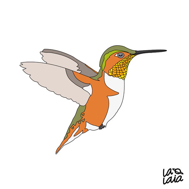 Ilustración digital de un colibrí de Allen, volando erguido, con las alas desplegadas y la cabeza adelantada en su postura típica cuándo chupa el néctar de las flores