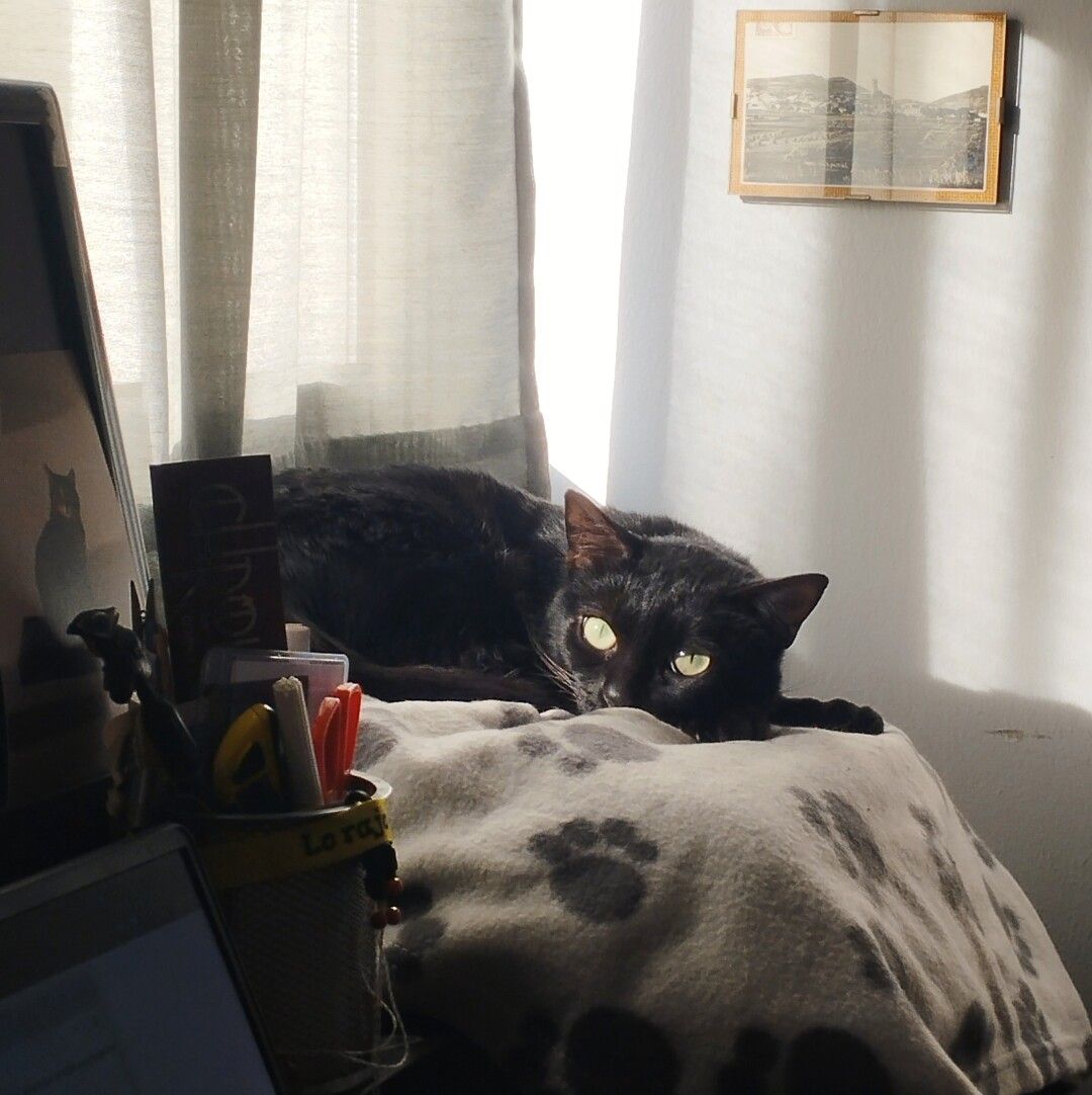 Ada es una gata negra que está tumbada en un cojín tapado por una mantita gris claro con huellas de gato en gris oscuro, junto a una ventana tapada por una cortina fina, al lado de un escritorio. Mira a cámara y la luz del sol le ilumina los ojos verdes claro.