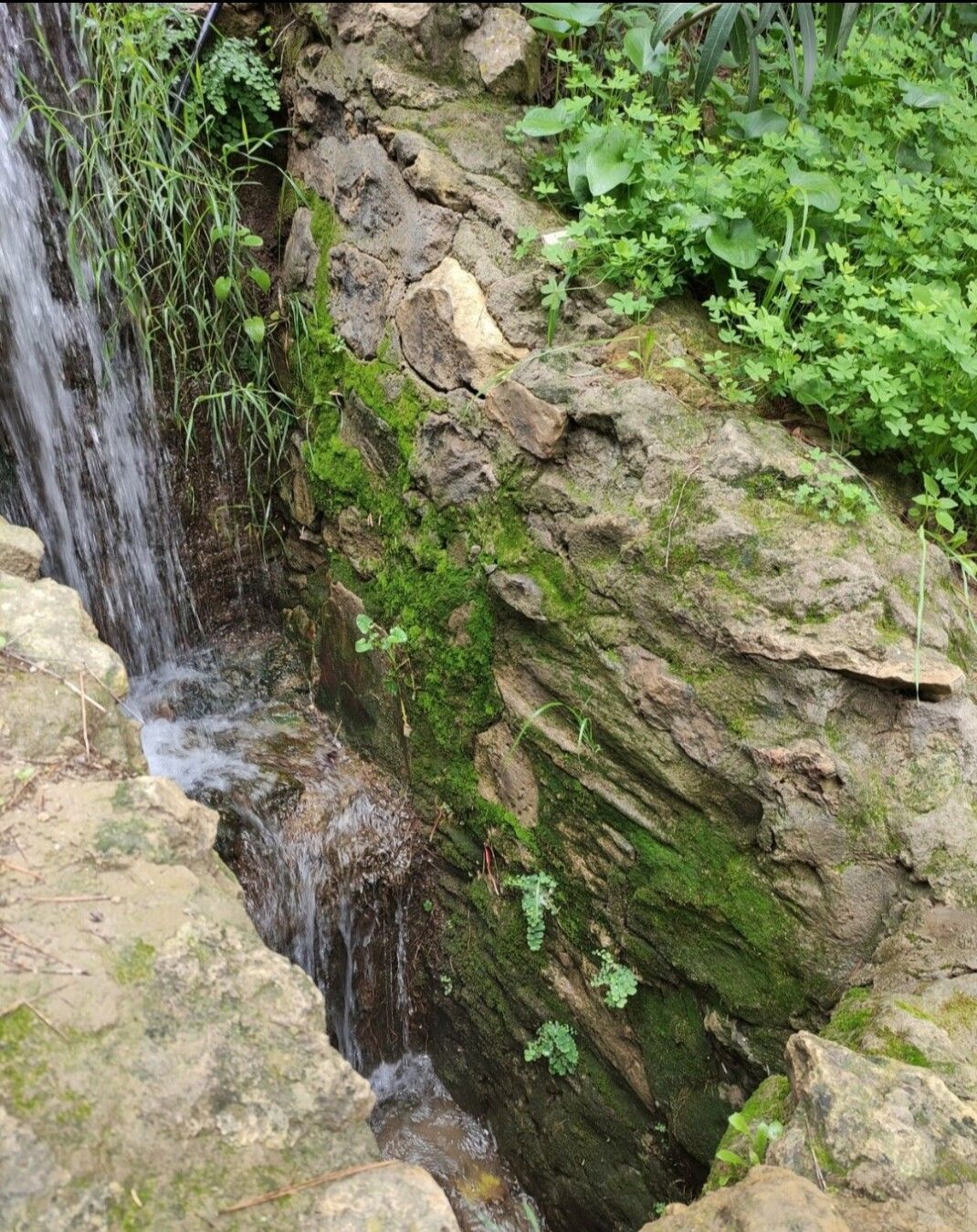 Musgo recubriendo una pared de ladrillo junto a la caída de agua de un manantial.