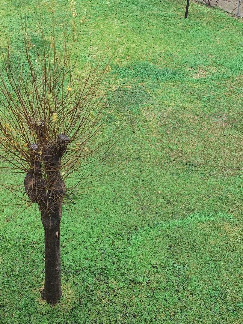 Fotografía desde arriba de un árbol con las ramas casi desnudas. A su alrededor, el césped está húmedo y de un color verde oscuro brillante.