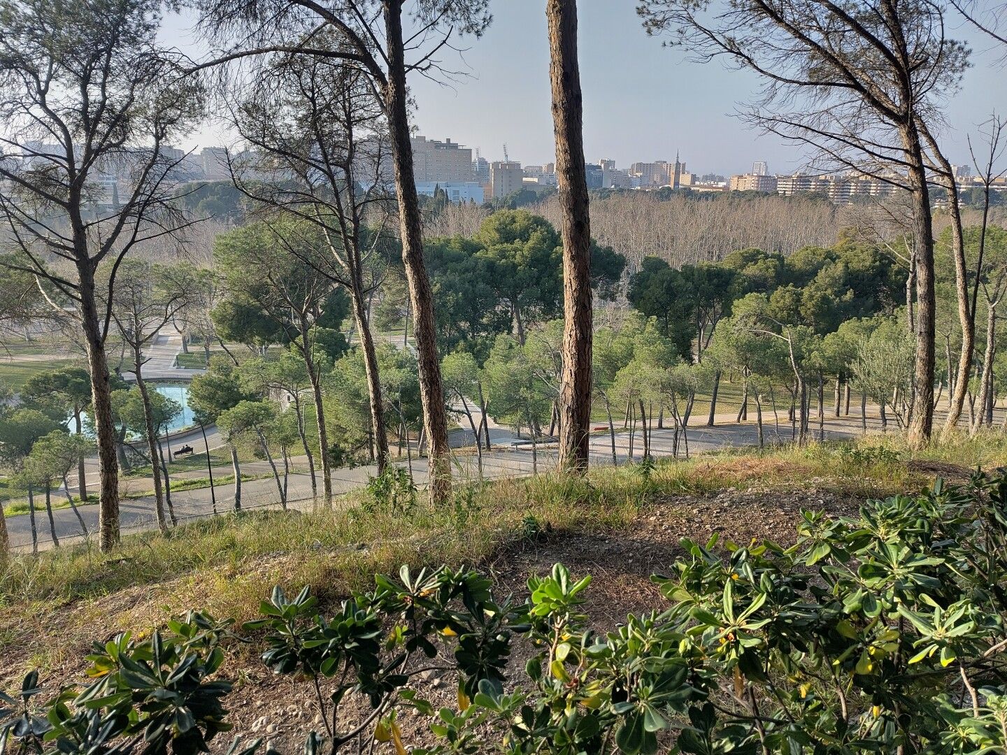 Se ve un pinar en el Parque Grande-Labordeta de Zaragoza, con edificios al fondo.