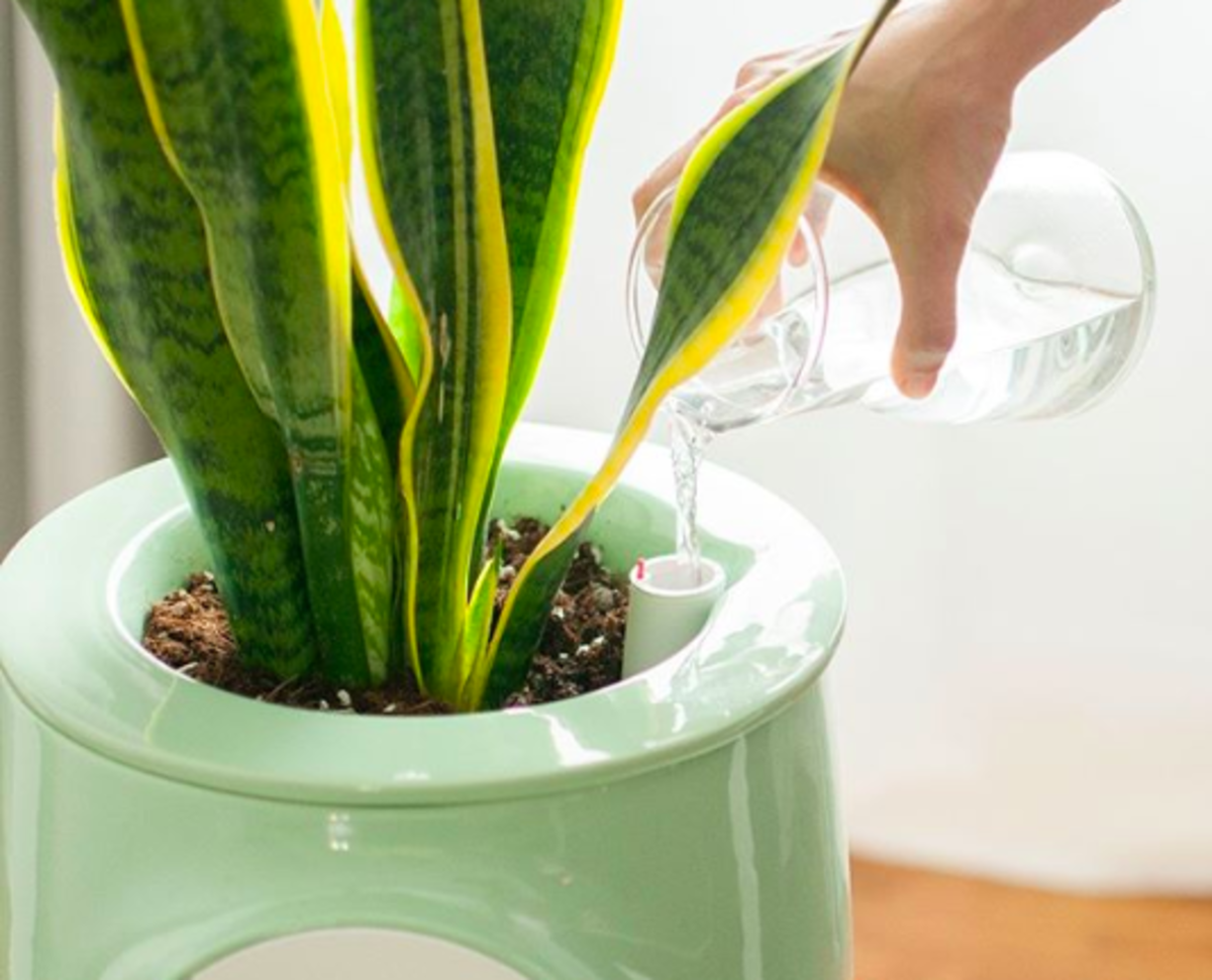 Plants as Natural Air Purifiers: Green Solutions for Cleaner Air