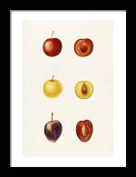 Fruit Anatomy Art | Vintage Fruit Illustrations Kitchen Trendy Print Wall Art Framed Poster