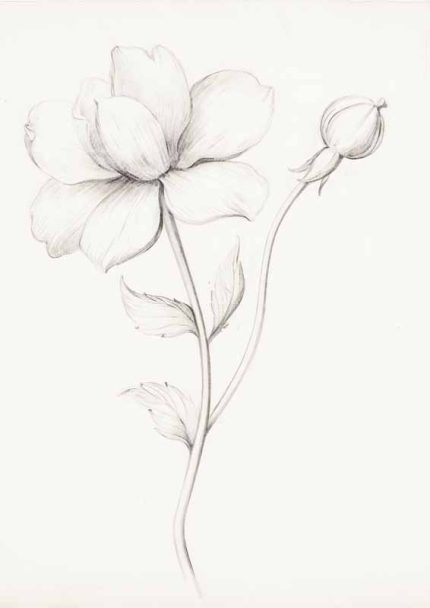 Minimalist Branch Art | Fine Line Botanical Drawing