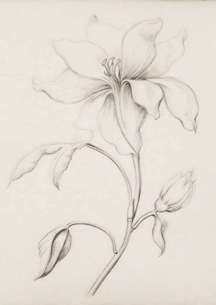 Minimalist Branch Art | Fine Line Botanical Drawing