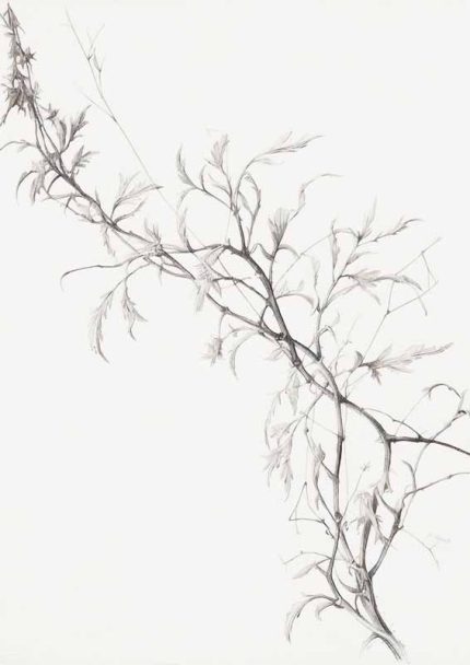 Minimalist Branch Art | Fine Line Botanical Drawing