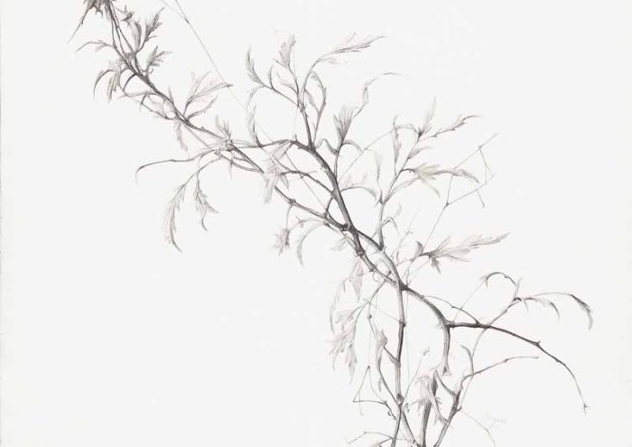 Minimalist Branch Art | Fine Line Botanical Drawing Neutral Theme Vintage Posters Wall Art Poster - Image 1