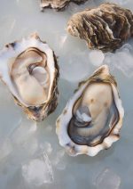 Fresh Oysters on Ice: Seafood Still Life Eclectic Trendy Colorful Wall Art Poster