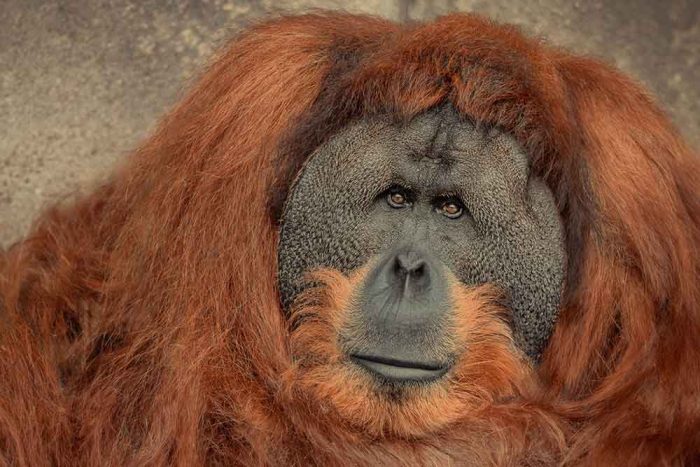 Majestic Male Orangutan Close-Up with Thick Reddish Fur and Expressive Eyes Stock Image - Image 1